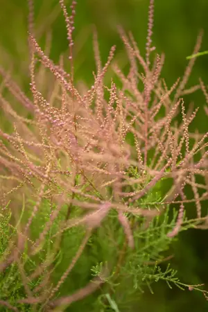 Tamarix parviflora - 60-80 CM C4 2 BRANCH - image 1