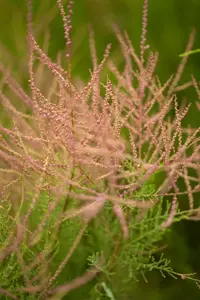 Tamarix parviflora