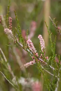Tamarix parviflora - 60-80 CM C4 2 BRANCH - image 4