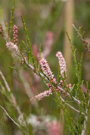 Tamarix parviflora - 100-125 CM C7.5 - image 4