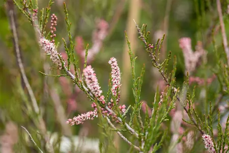 Tamarix parviflora - 100-125 CM C7.5 - image 2