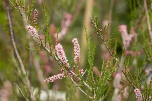 Tamarix parviflora - 100-125 CM C7.5 - image 2