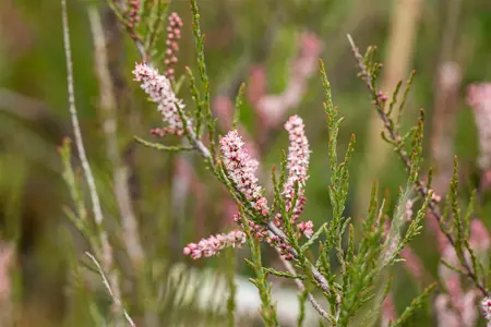 Tamarix parviflora - 100-125 CM C7.5 - image 3