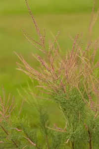 Tamarix ramosissima 'Pink Cascade' - STD 8-10 CM CONT     - image 1