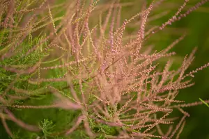 Tamarix ramosissima 'Pink Cascade' - C3.5 - image 3