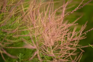 Tamarix ramosissima 'Pink Cascade' - STD 8-10 CM CONT     - image 2