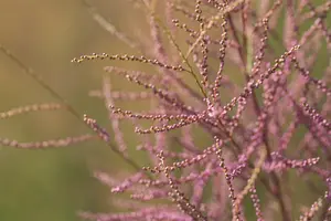 Tamarix ramosissima 'Pink Cascade' - STD 8-10 CM CONT     - image 5