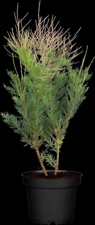 Tamarix ramosissima 'Pink Cascade' - 40-50 CM C3 - image 1