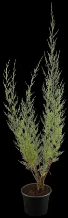 Tamarix tetrandra - 175-200 CM C80