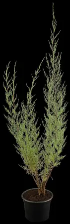 Tamarix tetrandra - STD 14-16 CM CONT
