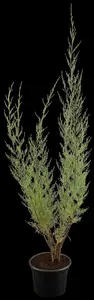 Tamarix tetrandra - STD 16-18 CM CONT