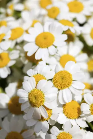 Tanacetum niveum 'Jackpot' - P9