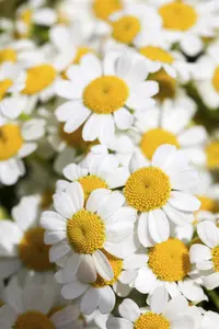 Tanacetum niveum 'Jackpot'