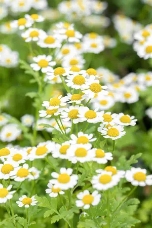 Tanacetum parthenium - P13 - image 3