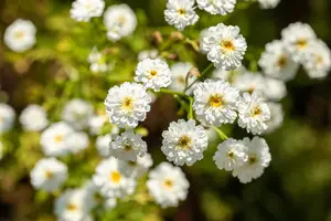 Tanacetum parthenium - P13 - image 5