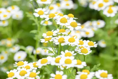 Tanacetum parthenium - P13 - image 2