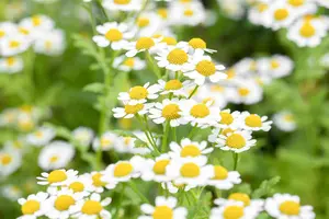 Tanacetum parthenium - P13 - image 2