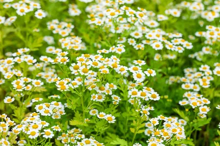 Tanacetum parthenium - P13 - image 4