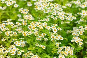 Tanacetum parthenium - P13 - image 4