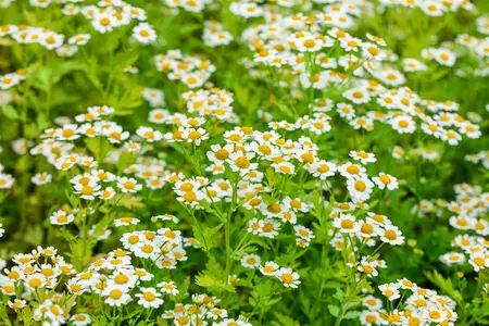 Tanacetum parthenium - P13 - image 5