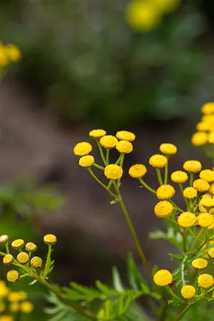 Tanacetum vulgare - P11 - image 2