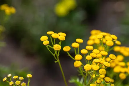 Tanacetum vulgare - P11 - image 1