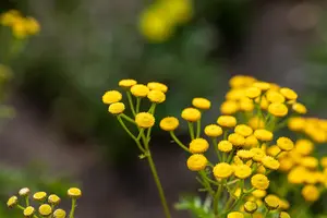 Tanacetum vulgare - P11 - image 2
