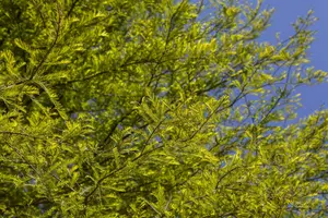 Taxodium dist. 'Lindsey Skyward'