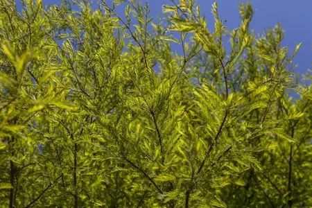 Taxodium dist. 'Lindsey Skyward' - 125-150 CM C30 - image 2