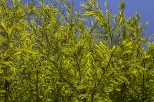 Taxodium dist. 'Lindsey Skyward' - 125-150 CM C30 - image 2