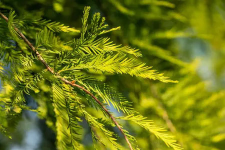 Taxodium dist. 'Lindsey Skyward' - 125-150 CM C30 - image 3
