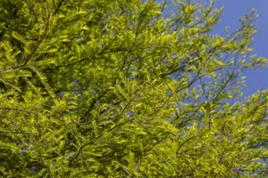 Taxodium distichum - 40-60 CM P9 - image 1