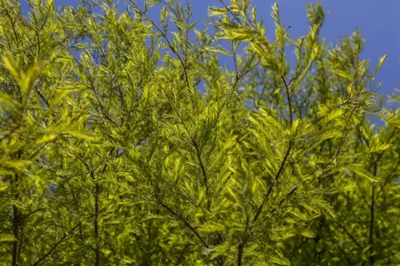 Taxodium distichum - 40-60 CM P9 - image 2