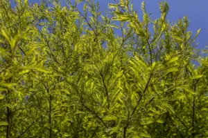 Taxodium distichum - 40-60 CM P9 - image 2