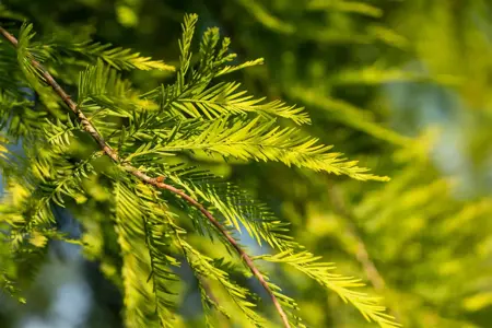 Taxodium distichum - 40-60 CM P9 - image 3