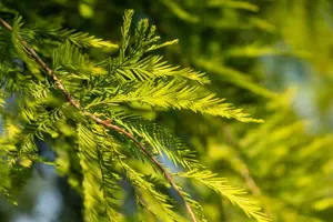 Taxodium distichum - 40-60 CM P9 - image 3