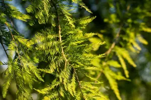 Taxodium distichum - 40-60 CM P9 - image 4