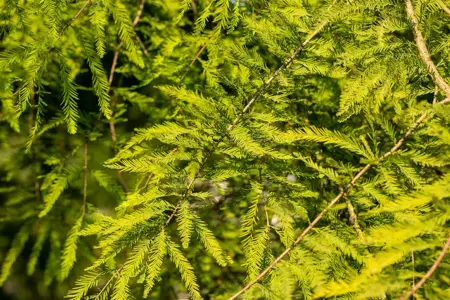 Taxodium distichum - 40-60 CM P9 - image 5