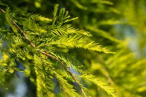 Taxodium distichum - SOLITAIR 300-350 CM RB - image 3