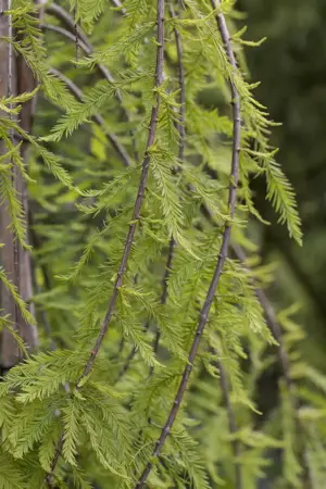 Taxodium distichum 'Cascade Falls' - 500-600 CM CONT - image 1