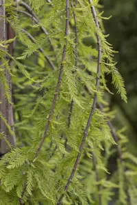 Taxodium distichum 'Cascade Falls'