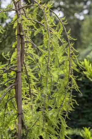 Taxodium distichum 'Cascade Falls' - 500-600 CM CONT - image 2