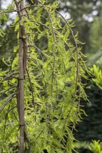 Taxodium distichum 'Cascade Falls' - 500-600 CM CONT - image 2