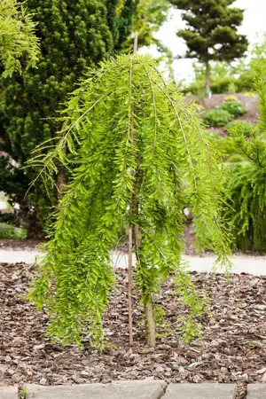 Taxodium distichum 'Cascade Falls' - 500-600 CM CONT - image 3