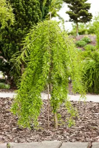 Taxodium distichum 'Cascade Falls' - 500-600 CM CONT - image 3