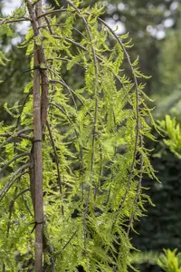 Taxodium distichum 'Cascade Falls' - STD 10-12 CM CONT    - image 2