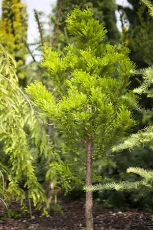 Taxodium distichum 'Pev? Minaret' - 30-40 CM C3 - image 3