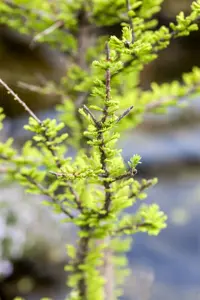 Taxodium distichum 'Pev? Minaret' - 30-40 CM C3 - image 4