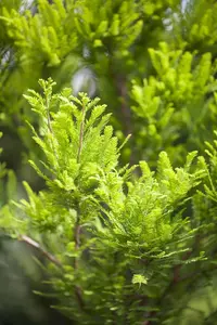 Taxodium distichum 'Pev? Minaret' - 80-90 CM C15 - image 2