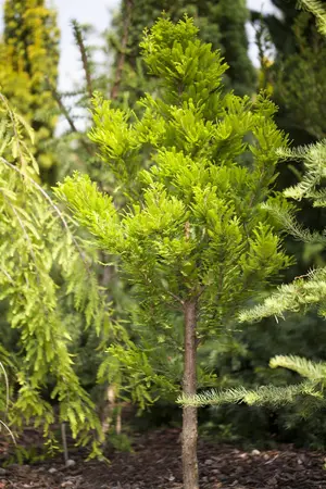 Taxodium distichum 'Pev? Minaret' - 80-90 CM C15 - image 3
